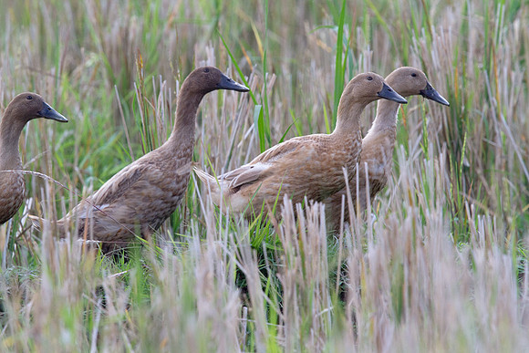 Domestic Ducks