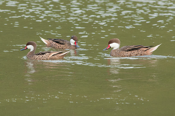 White-cheeked Pintail (Anas bahamensis)