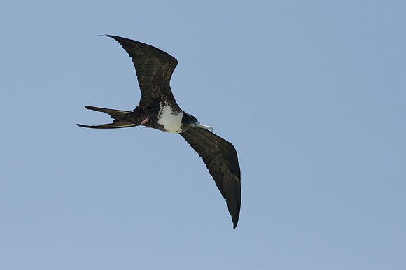 Magnificent Frigatebird (Fregata magnificens) female