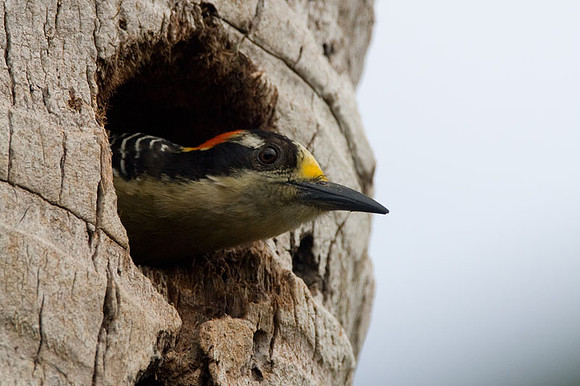 Black-cheeked Woodpecker (Melanerpes pucherani) female