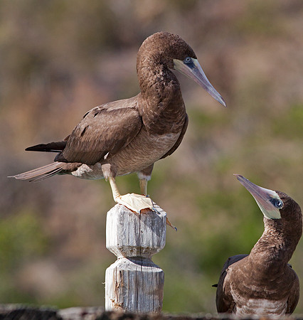 Brown Booby (Sula leucogaster)