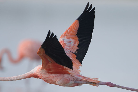 American Flamingo (Phoenicopterus ruber)