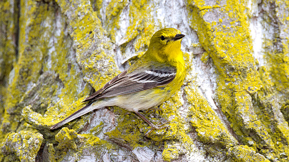 Pine Warbler (Dendroica pinus)