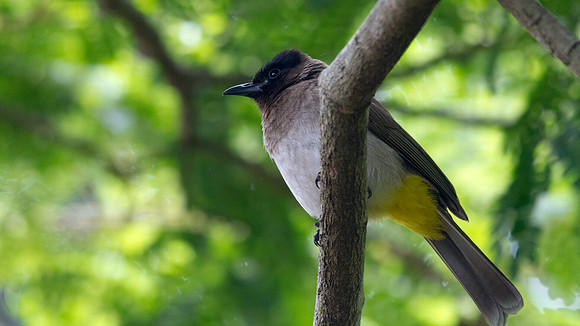 Dark-capped Bulbul (Pycnonotus tricolor)