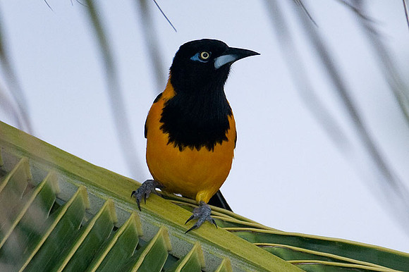 Venezuelan Troupial (Icteris icteris)