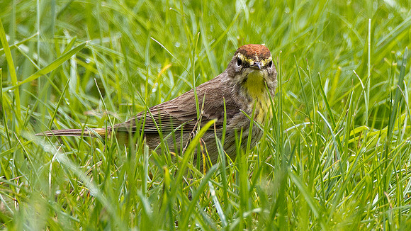 Palm Warbler (Dendroica palmarum)