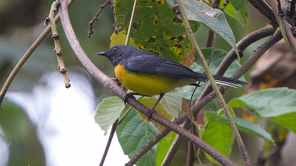 Slate-throated Redstart (Myioborus miniatus)