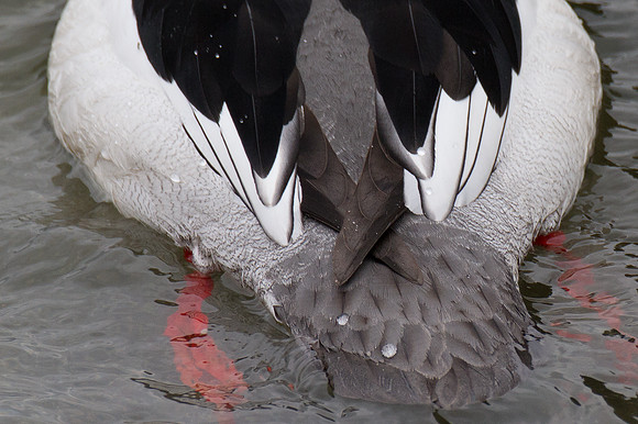 Common Merganser (Mergus merganser) also known as Goosander