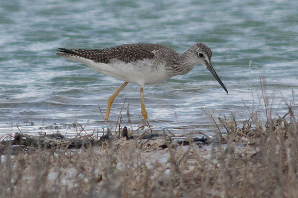 Lesser Yellowlegs (Tringa flavipes)
