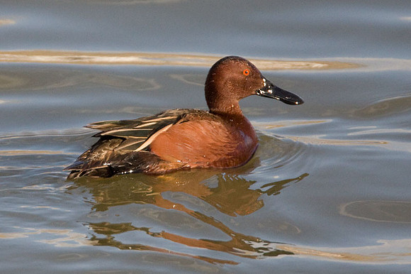Cinnamon Teal (Anas cyanoptera) male