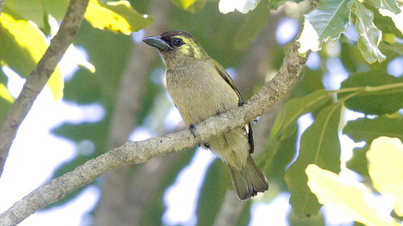 Green Barbet (Stactolaema olivacea)