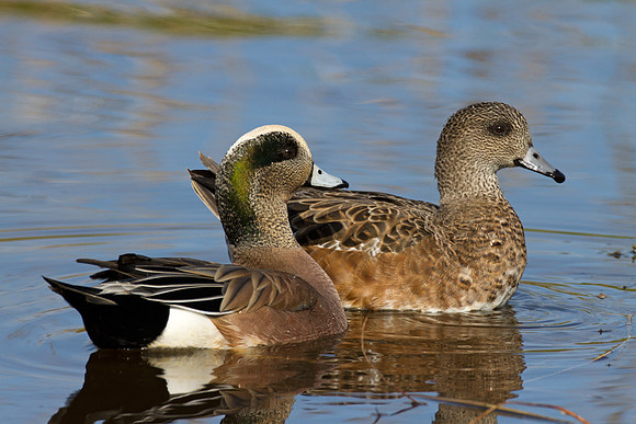 American Wigeon (Anas americana) male and female