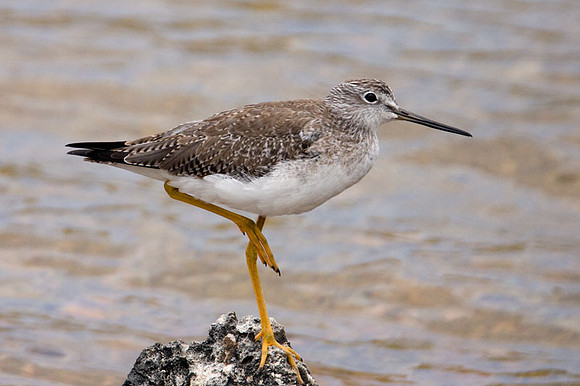 Greater Yellowlegs (Tringa melanoleuca)