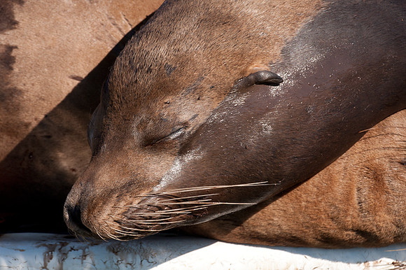 Harbor Seal (Phoca vitulina)