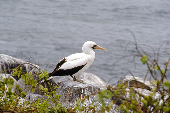 Nazca Booby (Sula granti)
