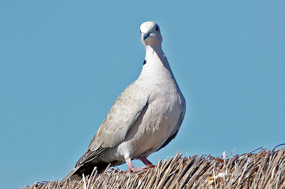 Eurasian Collared Dove (Streptopelia decaocto)