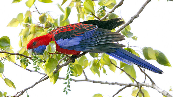 Crimson rosella (Platycercus elegans)