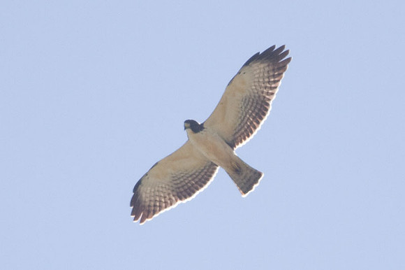 Short-tailed Hawk (Buteo brachyurus)
