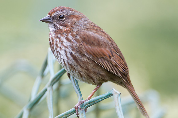Song Sparrow (Melospiza melodia)