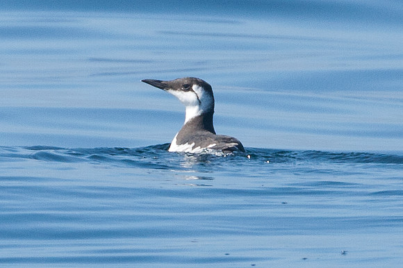 Common Murre (Uria aalge) also known as Common Guillemot