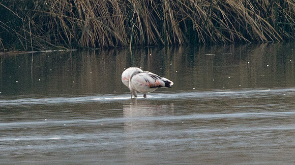 Chilean Flamingo (Phoenicopterus chilensis)