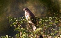 Common Buzzard (Buteo buteo)