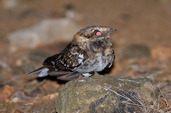 White-tailed Nightjar (Caprimulgus cayennensis)