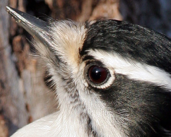Downy Woodpecker (Picoides pubescens)