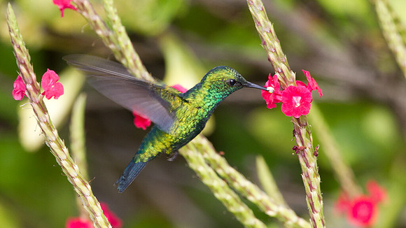 Blue-tailed Emerald (Chlorostilbon mellisugus)