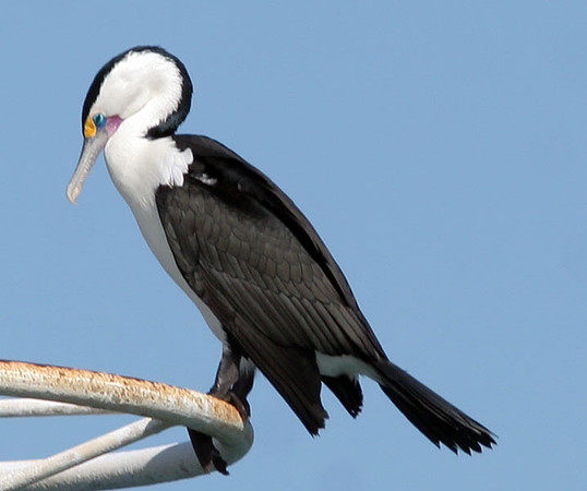 Little Pied Cormorant (Microcarbo melanoleucos) also known as Little Shag, Kawaupaka