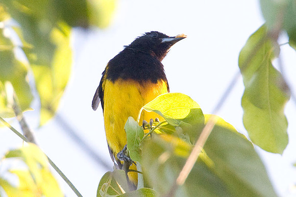 Black-cowled Oriole (Icterus prosthemelas) male