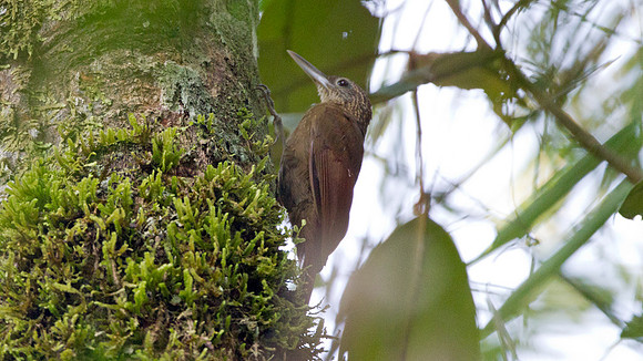 Elegant Woodcreeper (Xiphorhynchus elegans)