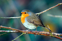 European Robin (Erithacus rubecula)