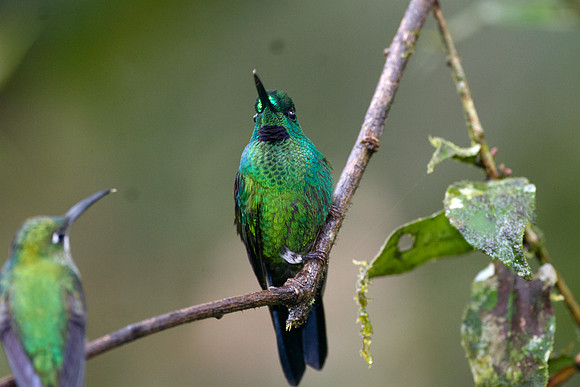 Green-crowned Brilliant (Heliodoxa jacula)