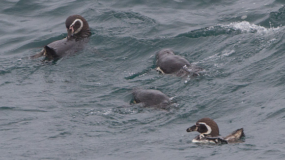 Humboldt Penguin (Spheniscus humboldti)