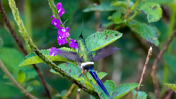 Wire-crested Thorntail (Discosura popelairii)