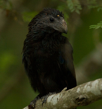Groove-billed Ani (Crotophaga sulcirostris)