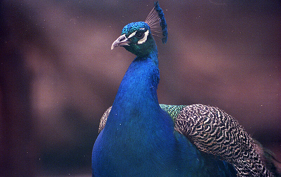 Blue Peafowl (Pavo cristatus) captive