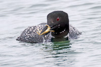 Great Northern Loon (Gavia immer) also known as Common Loon or Great Northern Diver