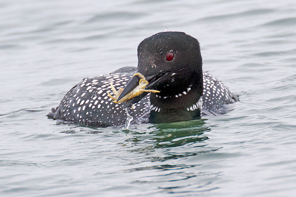 Great Northern Loon (Gavia immer) also known as Common Loon or Great Northern Diver