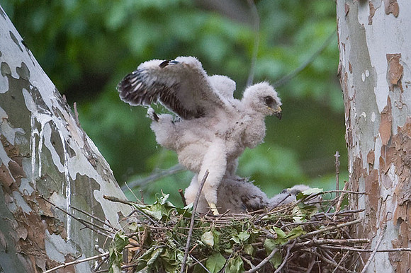 Red-shouldered Hawk (Buteo lineatus) juvenile