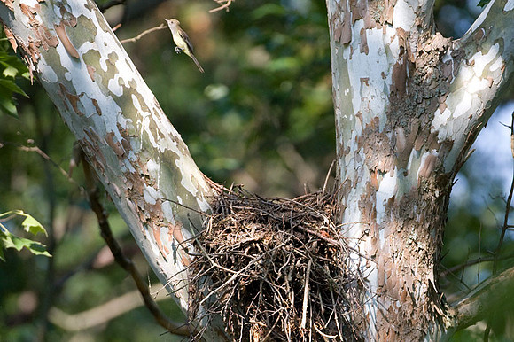 Great Crested Flycatcher (Myiarchus crinitus) nest