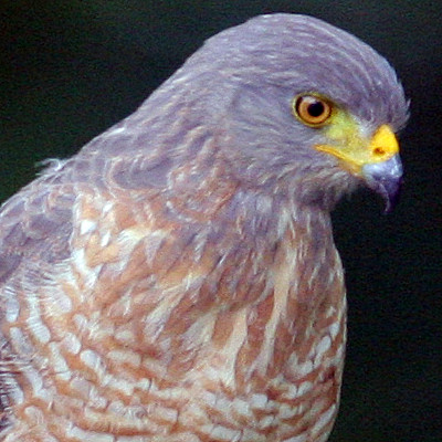 Roadside Hawk (Buteo magnirostris)