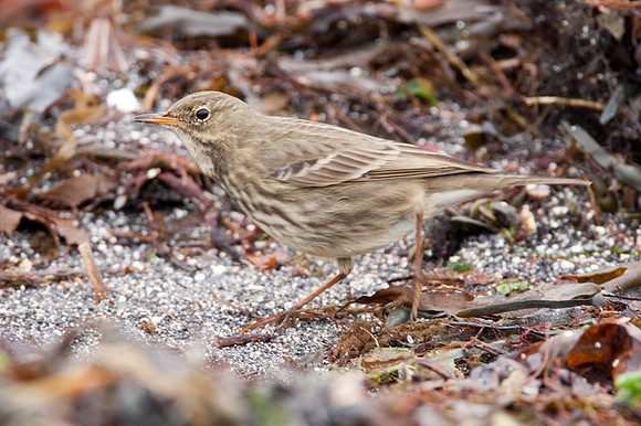 Rock Pipit (Anthus Petrosus)