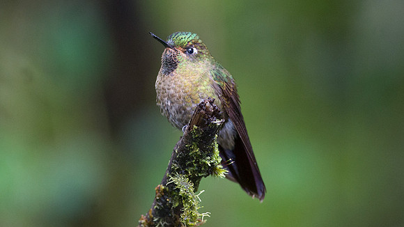 Tyrian Metaltail (Metallura tyrianthina)