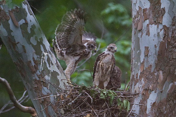 Red-shouldered Hawk (Buteo lineatus) juvenile