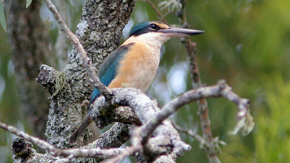 Sacred Kingfisher (Todiramphus sanctus)