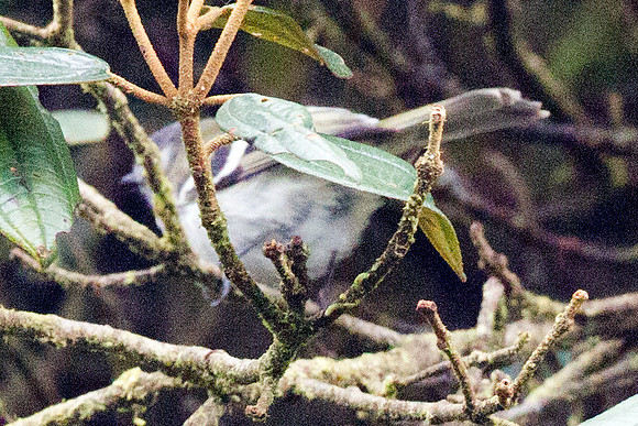 White-tailed Tyrannulet (Mecocerculus poecilocercus)