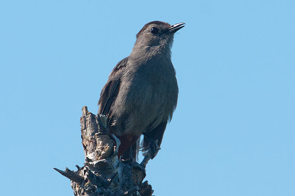 Gray Catbird (Dumetella carolinensis)