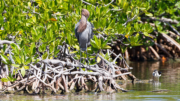 Reddish Egret (Egretta rufescens) Black-necked Stilt (Himantopus mexicanus)